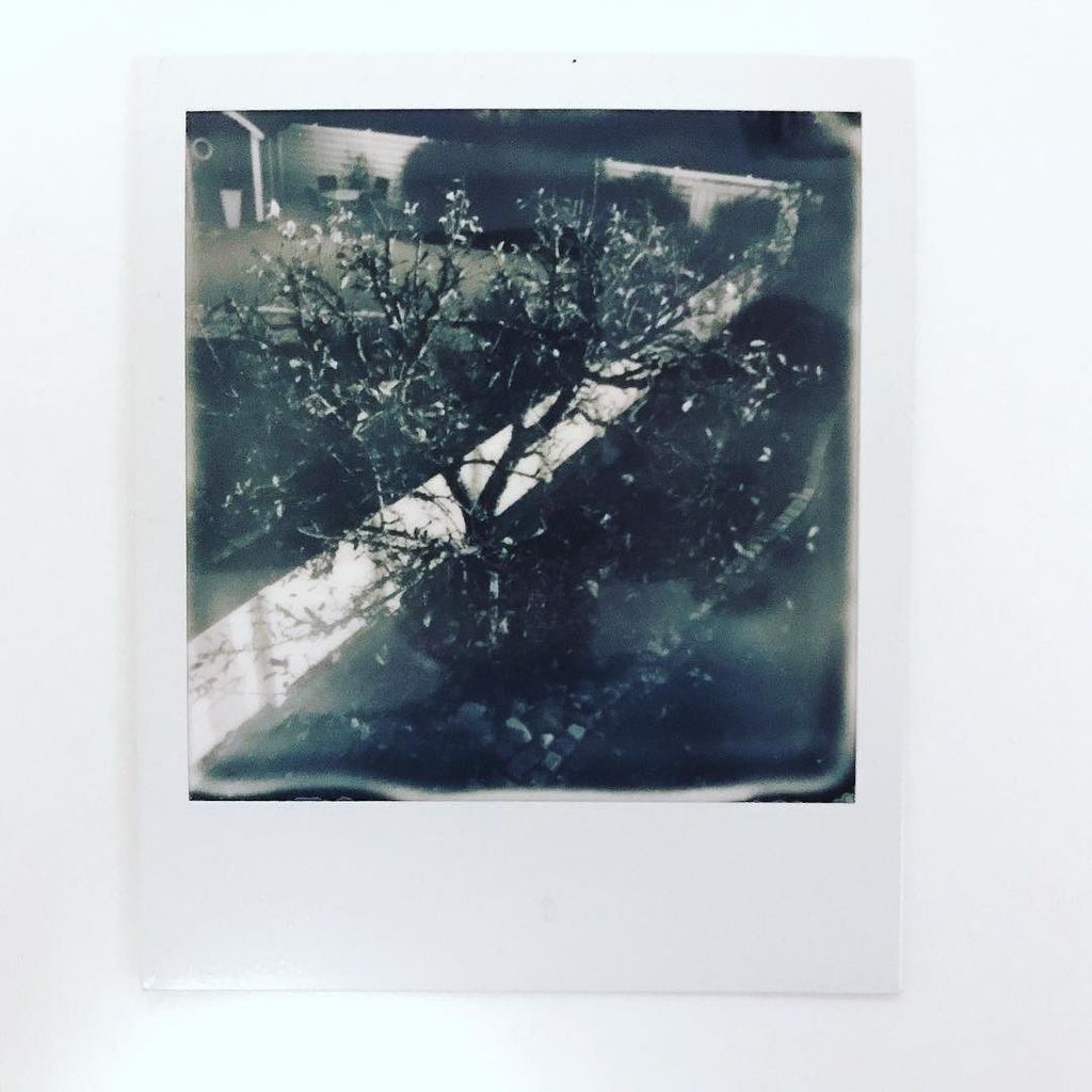 soforthorst's tweet photo. Apfelbaum #herbstbäume #tag298 #365sofort #soforthorst #polaroid #impossibleproject @photoauge #bnw https://t.co/EULC1JRPeW https://t.co/mvX4EfWLfB