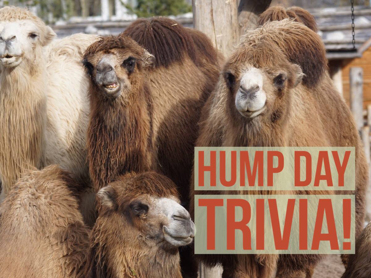 TopHatVT's tweet image. Get your A-team down to Hump Day trivia tonight! 
Langdon Street Tavern 8-10pm @piecassopizza 7-9
Cody's Irish Pub and Grille 7-9pm