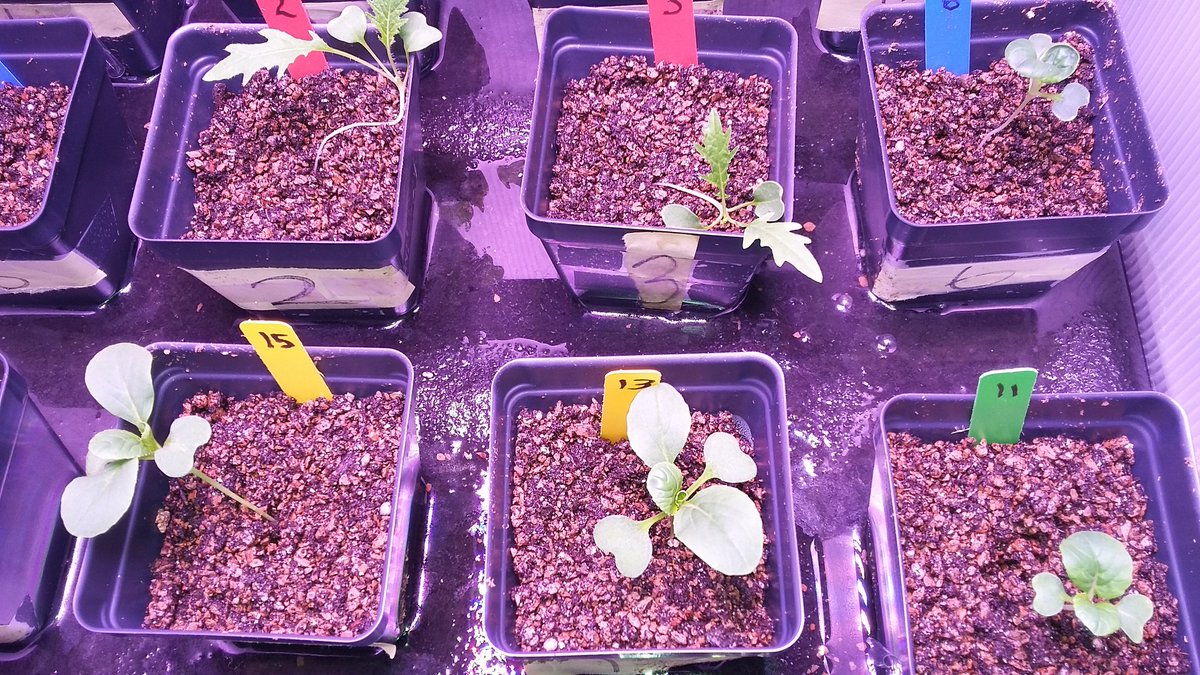 MacArthurSouth's tweet photo. 7631, Miami MacArthur South, these plants are 12 days old, looking healthy.@MacArthurSouth #GBE, #Botony https://t.co/PDCSw8asID