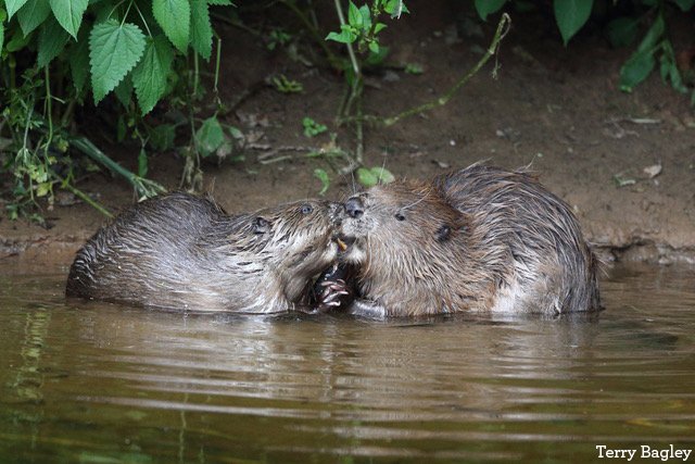BBCSpringwatch's tweet photo. Tonight on #Autumnwatch: beavers, the ultimate '80s showdown, and meet the alien-like creature that lives in British puddles.
@BBCTwo 8pm. https://t.co/3O3WtWnVLQ