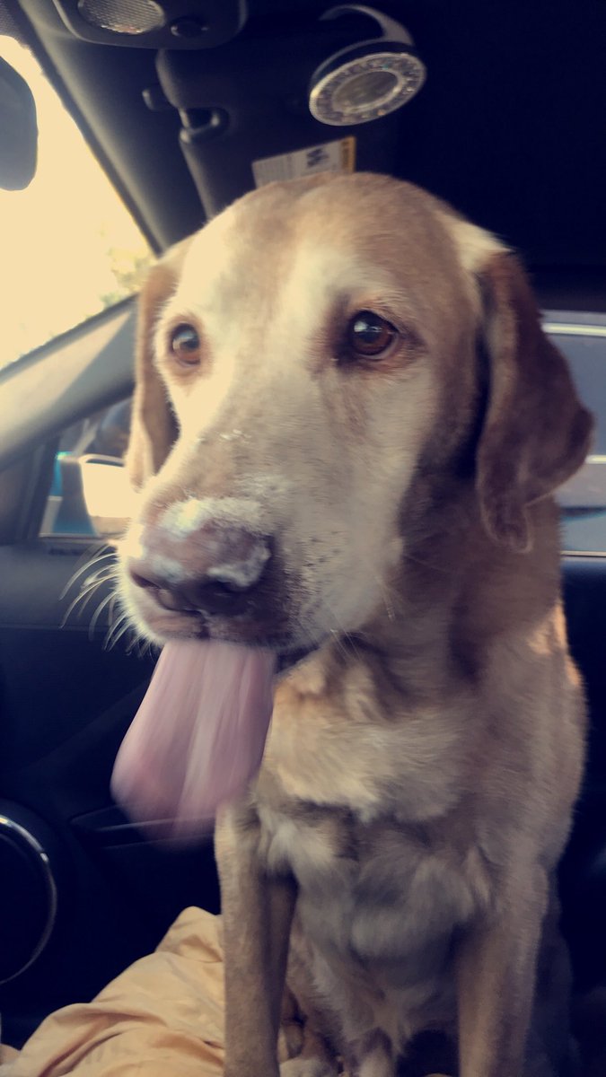 mallorywestlynn's tweet image. He loved his puppuchino🐶👅