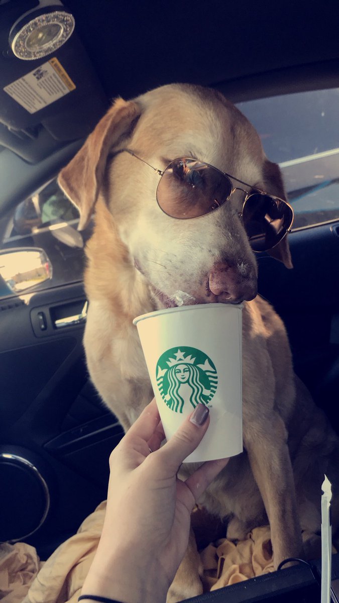 mallorywestlynn's tweet image. He loved his puppuchino🐶👅