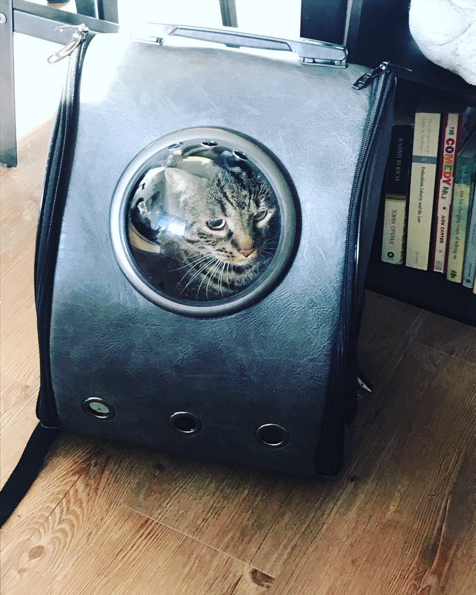 KatTimpf's tweet photo. Not stoked about the vet #KittyBackpack #TeamCheens https://t.co/zUxyJjA3mq