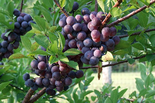 RutgersNJAES's tweet photo. Another Ultra-Niche Crop Series Workshop from #NJAES. Beach plum jam/jelly is delish! #UltraNicheCrops #BeachPlums https://t.co/JyI79iLpR5 https://t.co/qRG5LE0RfZ