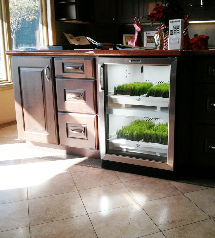VeggieBros_'s tweet photo. GROW YOUR OWN! #veggie_bros #microgreen #superfood #urbanfarm #urbanfarming #farmersmarket #food #chefs #veggiebros https://t.co/GkSow3lY6H https://t.co/5ZnG36agFk