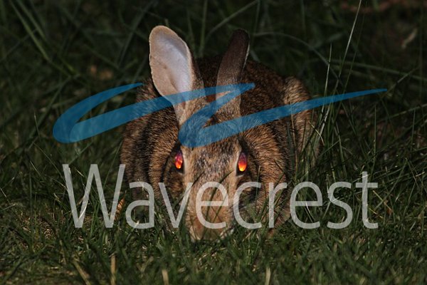 WavecrestNet's tweet photo. Reminder that #human reaction is #hacker focus. #Monitor, #train & #secure #employee #Webuse. #CyBlock #BadRabbit https://t.co/4KXpqZQ3pY https://t.co/szYWnUFda7