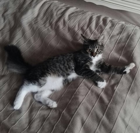 Мистическая история или кошка из сновидения ghope.ru/news/mistiches…