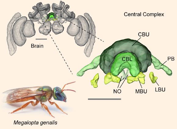 BioModelling's tweet image. Modelling a bee's brain to explain its behaviour : buff.ly/2h0OtzE
