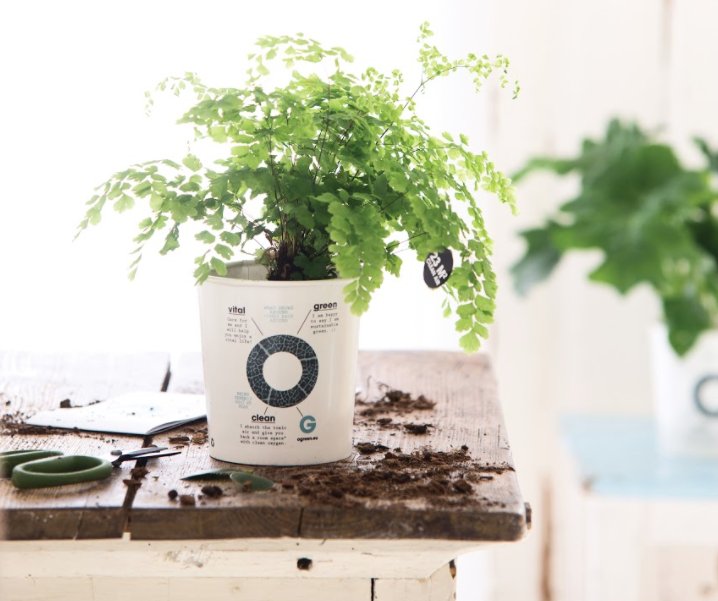 Studies have shown that just looking at a plant makes you feel better. Who needs therapy when you've got plants? #humpday #planttherapy