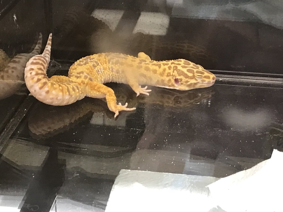 deemeister70's tweet photo. #eahsgo Welcome ‘Siracha’ the leopard gecko to Biology class! https://t.co/4suvThhKqv