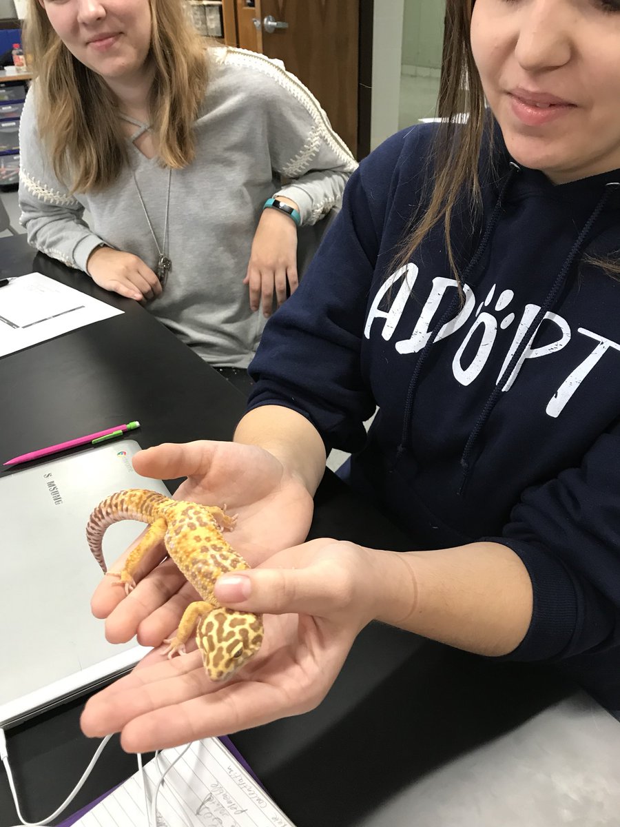 deemeister70's tweet photo. #eahsgo Welcome ‘Siracha’ the leopard gecko to Biology class! https://t.co/4suvThhKqv