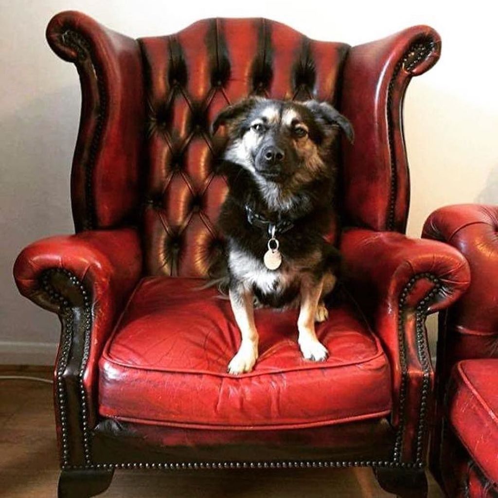 abbybecker's tweet photo. #Repost @animalaidintl (@get_repost)
・・・
From the streets of Romania to a royally good life in the UK: Bracken tha… https://t.co/fVs9cxFXS7 https://t.co/fTVu6PCSFy