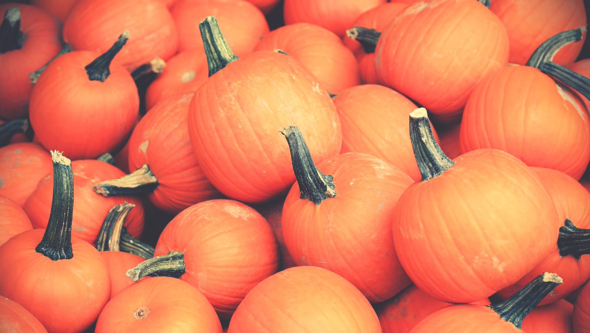 FUMCWP's tweet photo. TRINITY CHRISTIAN ACADEMY PUMPKIN PATCH
Through Oct. 31, South Street Campus
#fumcwp #SouthStreet #pumpkins https://t.co/5yY4O0qqfW