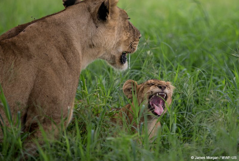 WWF's tweet photo. Prove your #WednesdayWisdom and #CaptionThis https://t.co/TE09RN1mPK
