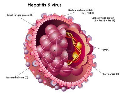BHD_GI_LIVER's tweet photo. HBV is a DNA virus, genotype C associated with cancer, endemic in Asia and subsaharan Africa https://t.co/BXOC9g2e3x