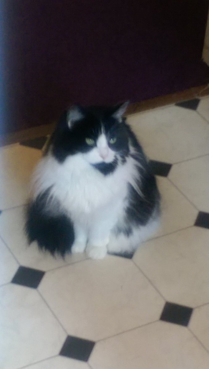 tilly_tots's tweet photo. Hey furpals it's just purrrrrfect to be back 🐾🐱 https://t.co/WiTEuyqoSX