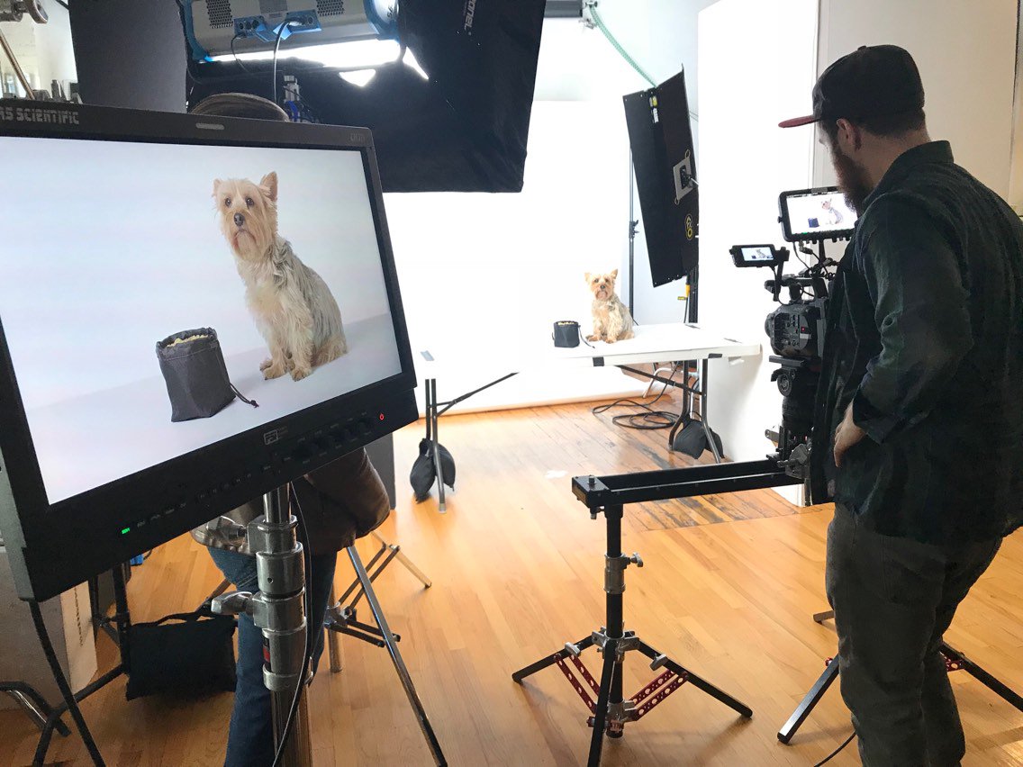Ecastpro's tweet photo. Behind the scenes with @bsc_photo and a new breed of talent. #ecastvideoproduction #yorkie #dogs #videoshoot #kessler https://t.co/Md7an0AStV