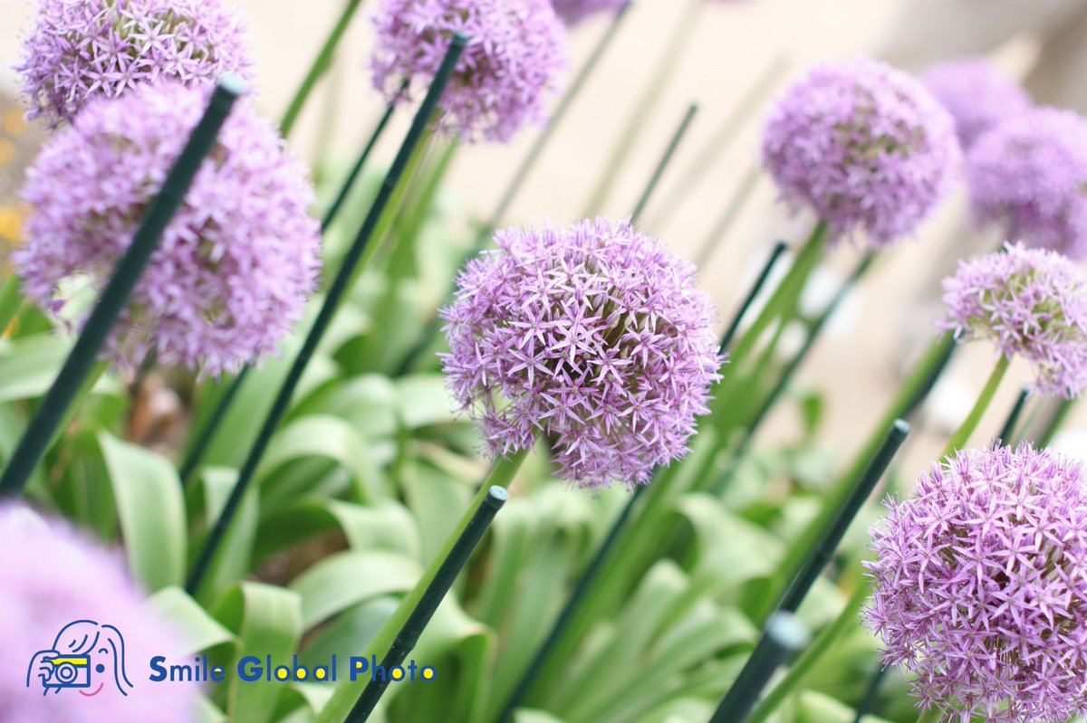 Choko_Photos's tweet photo. 京都植物園へ🌸

#京都市植物園 #KyotoBotanical #京都 #Kyoto #花 #flower #おススメ
#写真撮影 #写真好きな人と繋がりたい #写真撮ってる人と繋がりたい
#カメラマン #カメラ女子 #followme https://t.co/wRvl42ZoaD