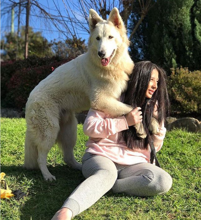 white german shepherd instagram