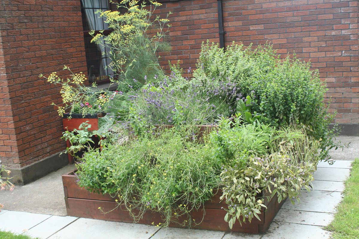 gardensedible's tweet photo. Our #SuburbanFarmer is now sowing #Basil, #Dill, #Chives & #Parsley for #ediblegarden installations. For more info, ask about our #HerbBox. https://t.co/qChXhK5CnJ