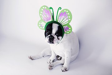 Thinking about dressing your pet up for Halloween this year? Be sure to do a "test run" of the costume Read more: bit.ly/2hZX6y4