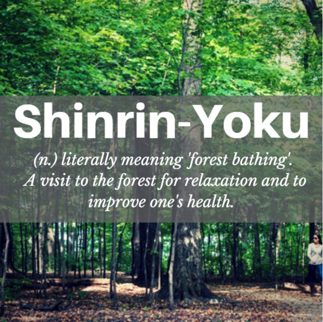 TorontoPFR's tweet photo. #TOforest and #TOravines are good for your heath.  Practice a little shinrin-yoku and see the health benefits. https://t.co/g8RxU4x4DC https://t.co/3oXd2hf1yk