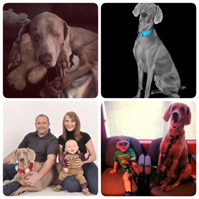 ChristineGray7's tweet photo. RIP my first born, 12 yr old blue eyed boy, best side kick &amp; big brother, Vegas. Missing you! #weimaraner
June 28 2005-Oct 20 2017 https://t.co/2YZ2t3d8Il