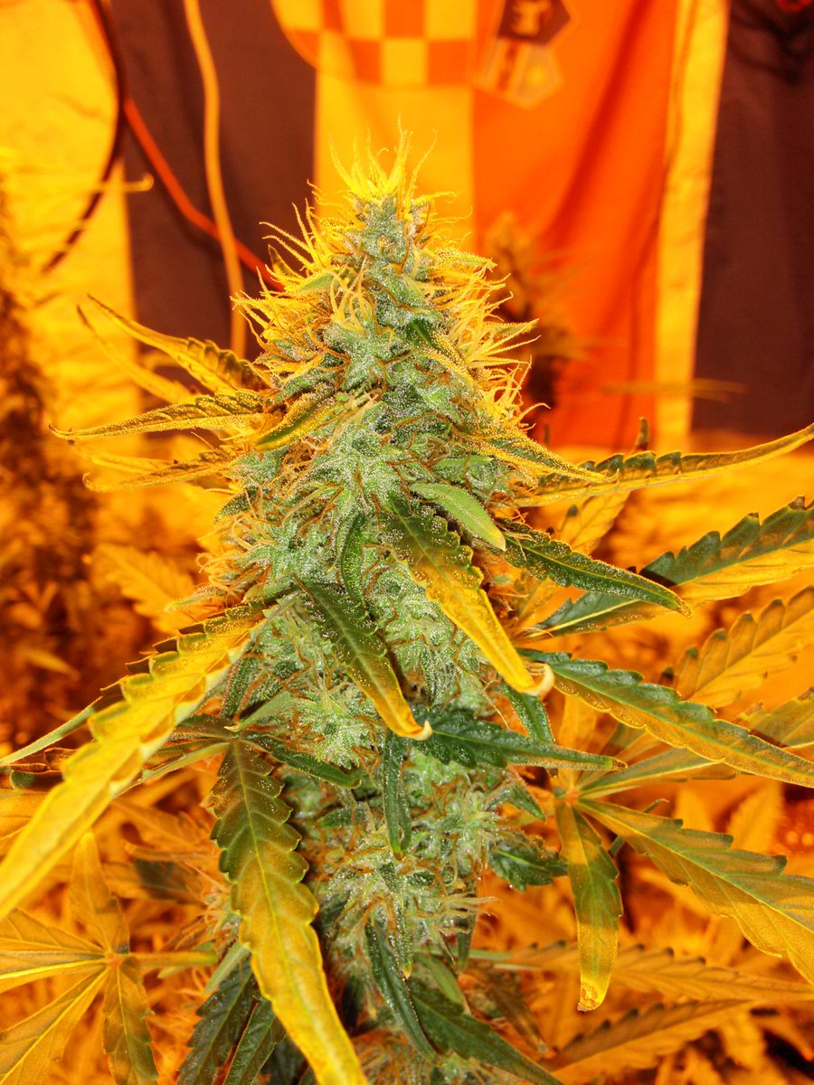 DudeGrows's tweet photo. JackDoe-01 testing out the Terpinator #dgcdank #dudegrows #dgc https://t.co/sFEk2Ux6SR