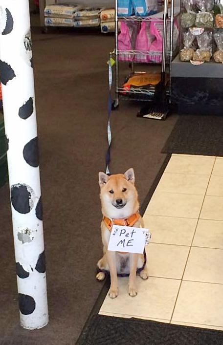 BoneAppetitRI's tweet photo. October Coupon, almost over! #boneappetitri #eastgreenwich #rhodeisland #dogs #love #dog https://t.co/iknvWVp0Xe https://t.co/Hmq3lLw99W
