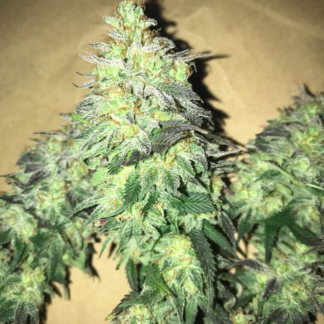 WorldOfSeeds's tweet photo. Our great #StrawberryBlue
#worldofseeds #sativa #indica #thc #superfruity #superfrosty
Pic by #farmer_187kush https://t.co/8x7ybnHCL6