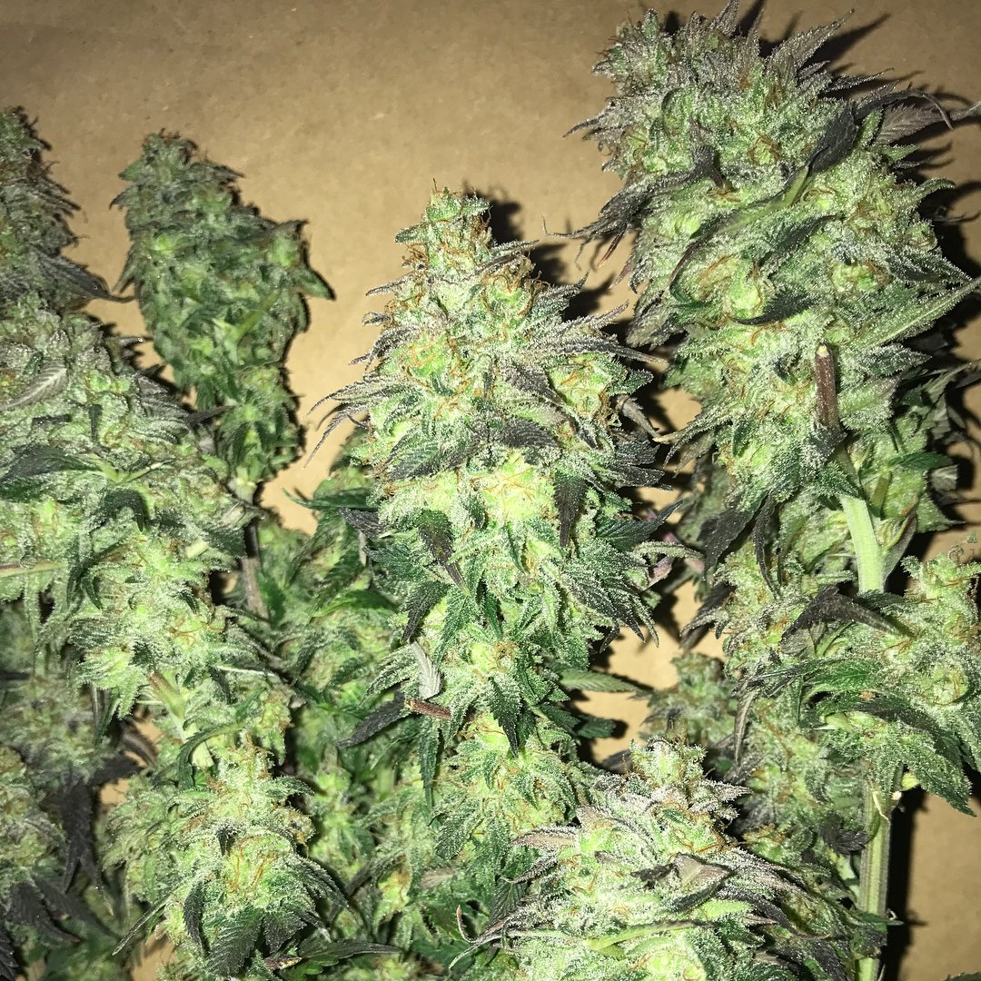WorldOfSeeds's tweet photo. Our great #StrawberryBlue
#worldofseeds #sativa #indica #thc #superfruity #superfrosty
Pic by #farmer_187kush https://t.co/8x7ybnHCL6