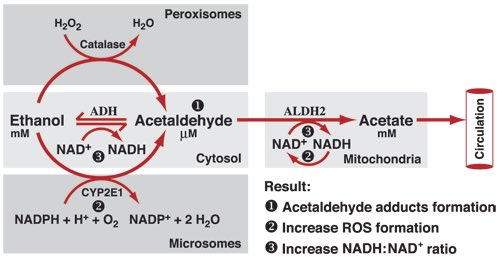 BHD_GI_LIVER's tweet photo. Acetaldehyde 🥃🥃🥃☠️☠️☠️ https://t.co/aj3Hjh1rLB