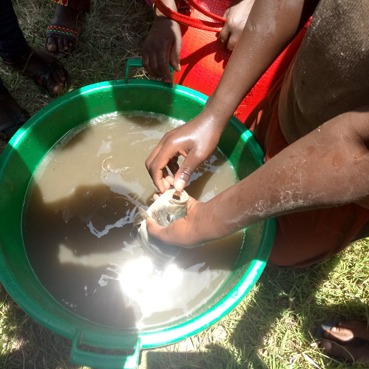 RwandaThsch's tweet photo. Thank you TH. Training for our hatchery house - egg collection time! #Sustainability #thrwanda https://t.co/I7NJISszRm