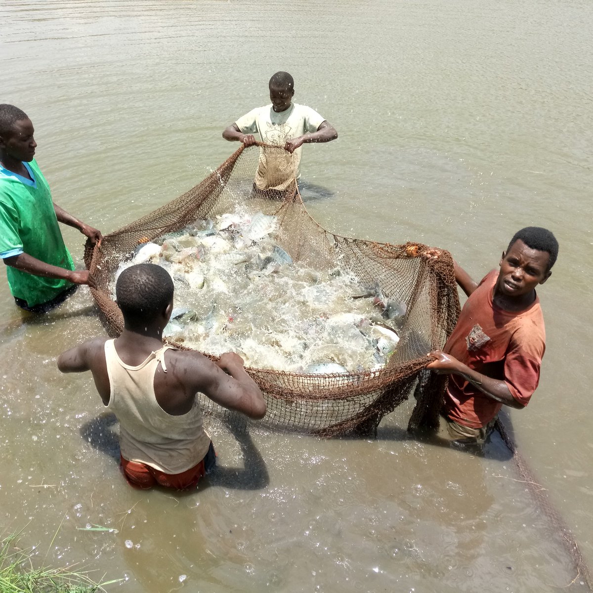 RwandaThsch's tweet photo. Thank you TH. Training for our hatchery house - egg collection time! #Sustainability #thrwanda https://t.co/I7NJISszRm