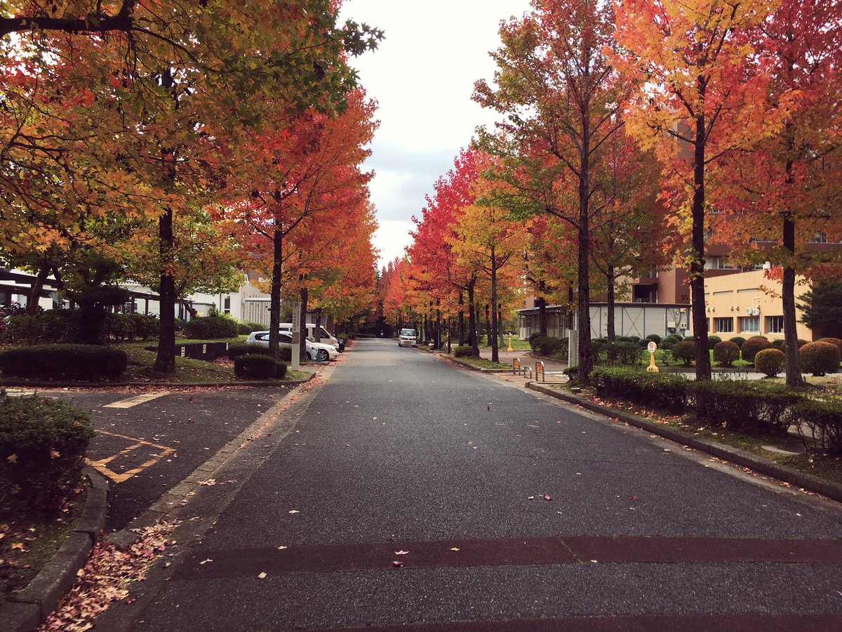 jAbuEKyWbGftDgo's tweet image. 広島大学にも秋がやってきた。
昔はこの道を歩くために勉強してたなあ。やっぱりこの道好きですね^ ^
