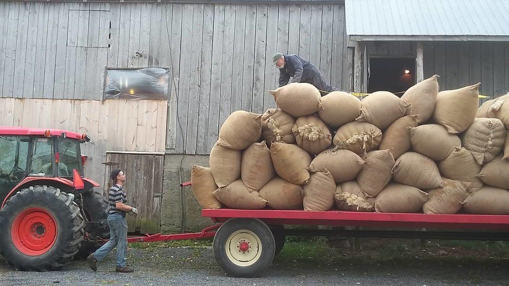 TopsyFarms's tweet photo. Strapping the 40 wool bags securely for Jake to haul to the ferry.
#farmlife #farmfamily #amherstisland #ethicalfa… https://t.co/E1IC9IabBV https://t.co/TNYyYsluiY