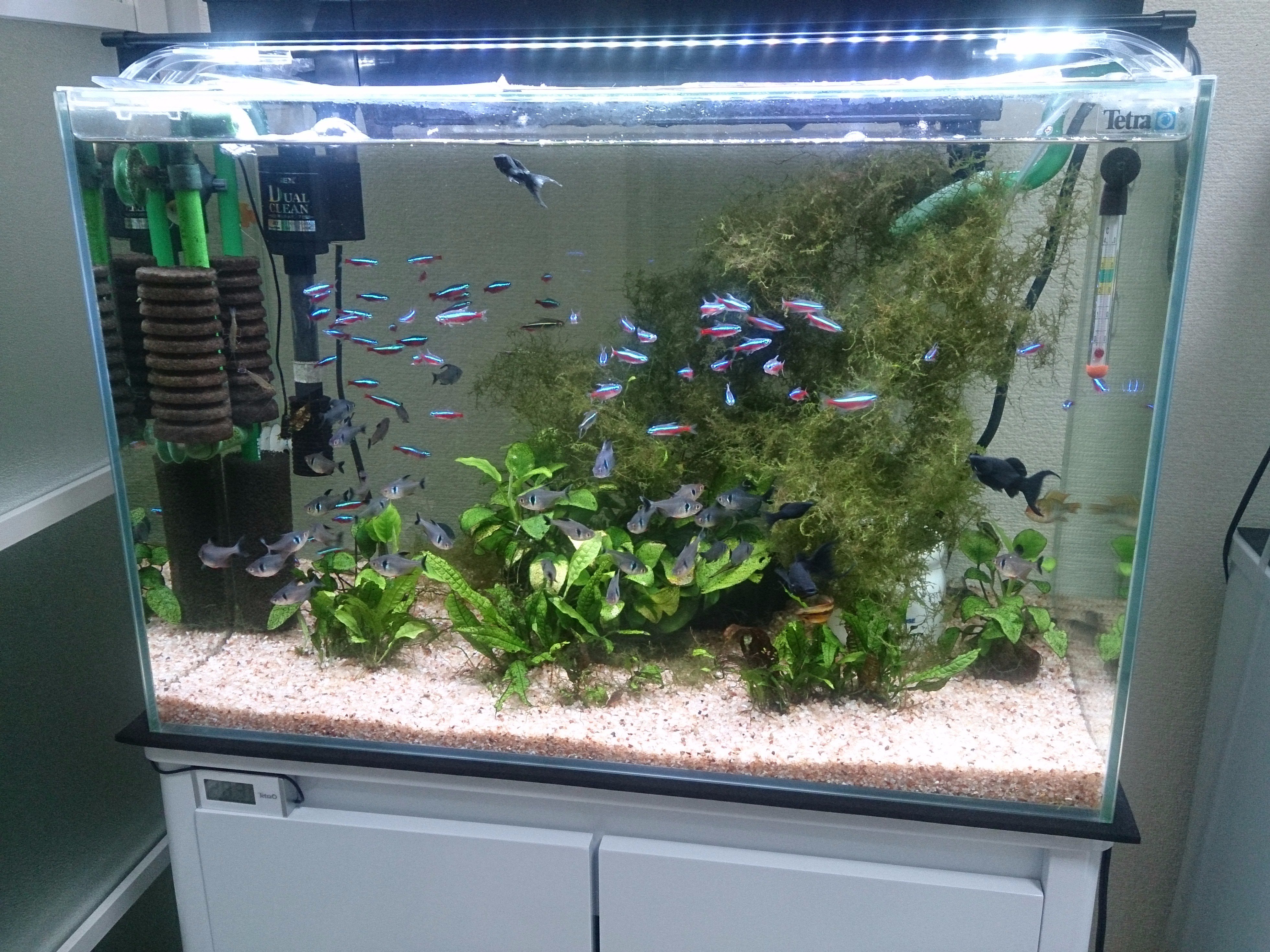 Mamoru Ar Twitter 60cm水槽です 熱帯魚達を移動して入れただけで レイアウトはこれからです ウィローモスを撤去し 石を入れるべきか 混泳の組み合わせは難ありで ブラックファントムテトラ30匹が強過ぎる気がします カージナルがやられて落ちたり ファントムの