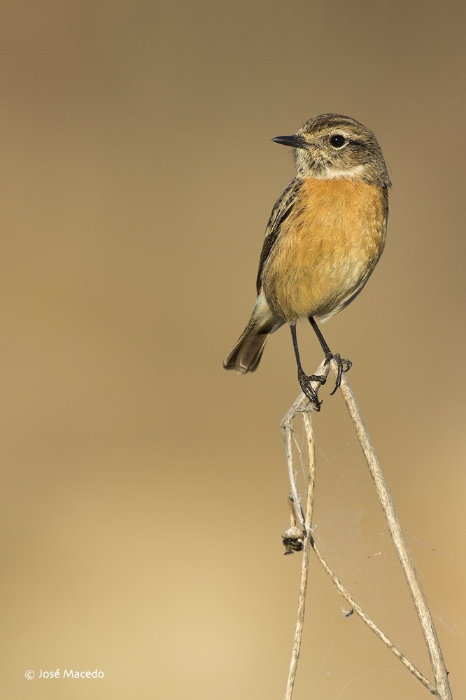 Velez_Macedo's tweet photo. European stonechat (Saxicola rubicola)

#wildlife #wildlifephotography #birds #birdwatching #NaturePhotography #nature #Habitat https://t.co/fwFAU2eVlJ