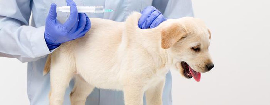 DognewsNews's tweet photo. Vaccin och hundar – en guide till rekommenderade vacciner! 🐶 https://t.co/ZcsCnaUSSf @VetZoo_se #vaccination #vaccinera #hundfoder https://t.co/dzIbHBSd7V