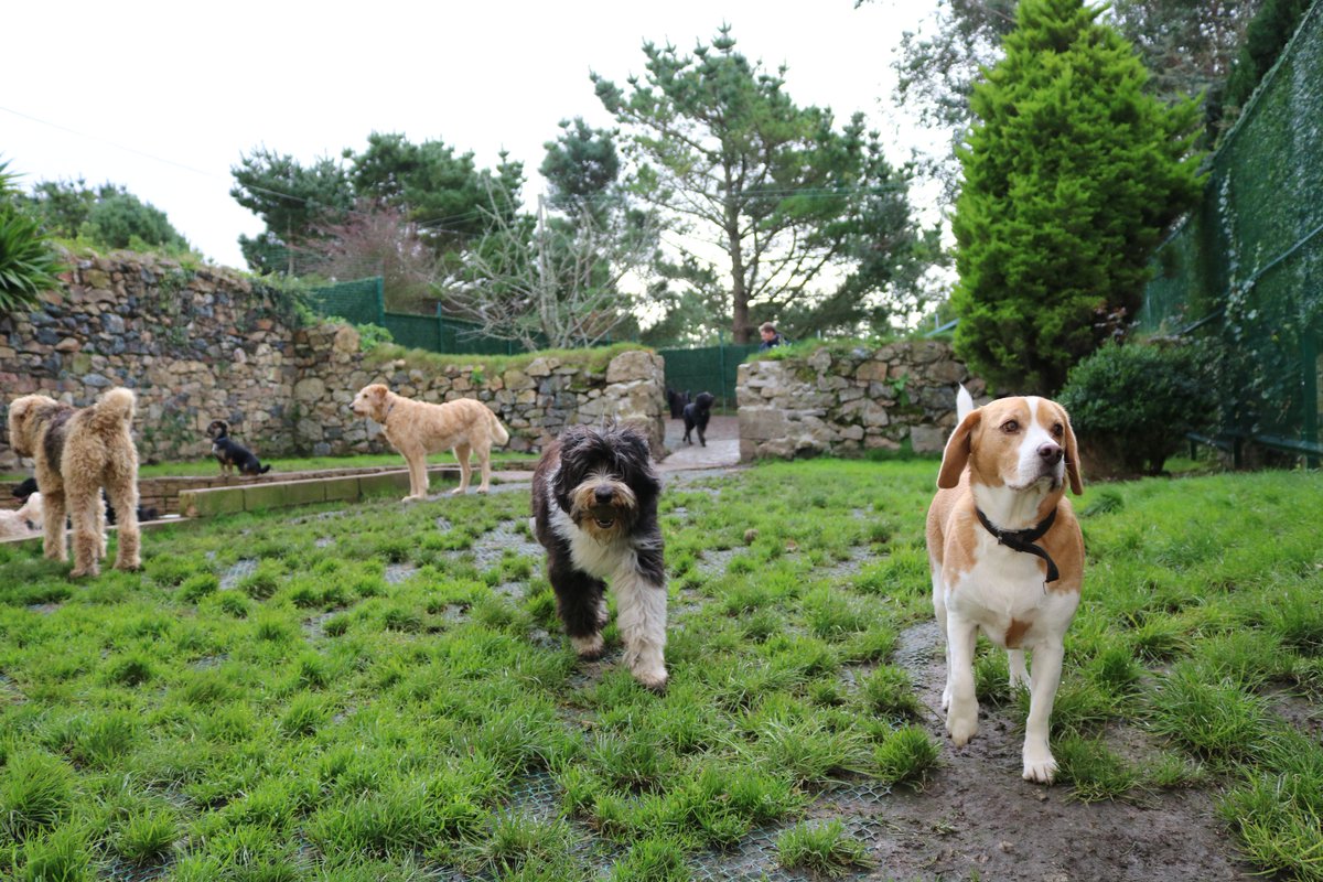 DoggyDaycareSW's tweet photo. Some of this week's day care and home boarding guests 🐾 #CornwallHour #DogDayCare https://t.co/srbP7kSTdA