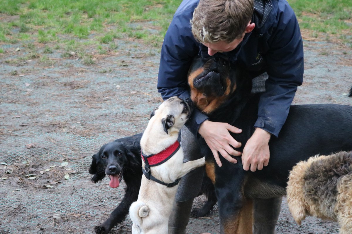 DoggyDaycareSW's tweet photo. Some of this week's day care and home boarding guests 🐾 #CornwallHour #DogDayCare https://t.co/srbP7kSTdA