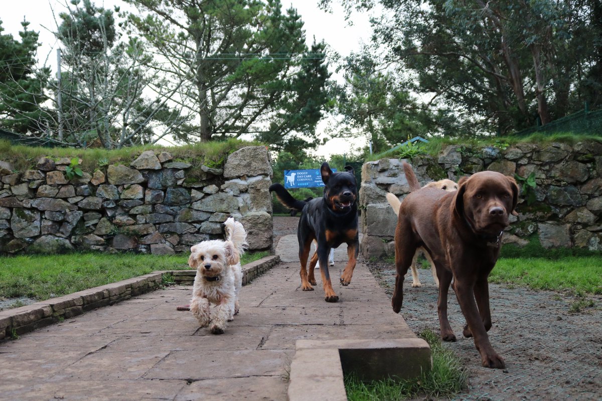 DoggyDaycareSW's tweet photo. Some of this week's day care and home boarding guests 🐾 #CornwallHour #DogDayCare https://t.co/srbP7kSTdA