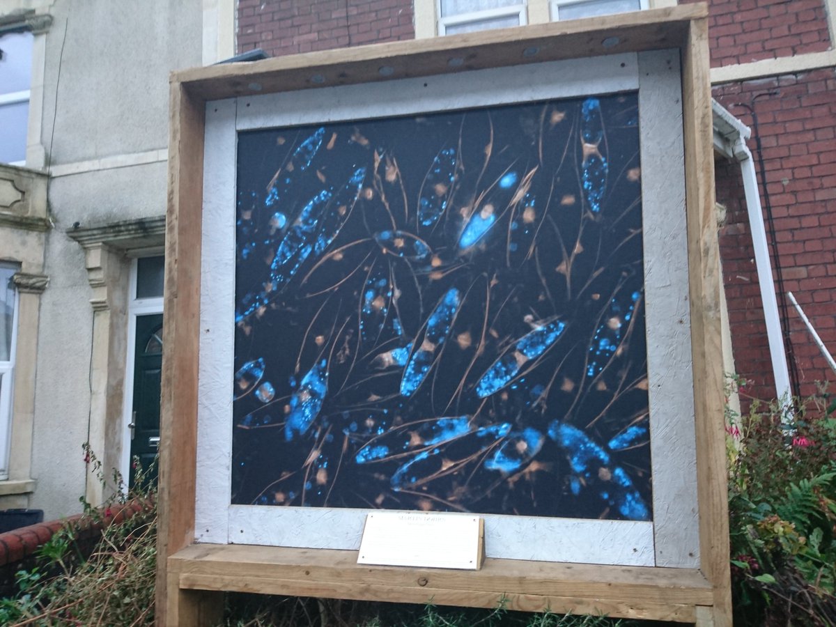 CharliSams's tweet photo. More beautiful #marinelife images found in BS5 #Bristol #Easton. So glad I got to see the #witnessthewild trail before I went away! https://t.co/FxCn5xsE8M