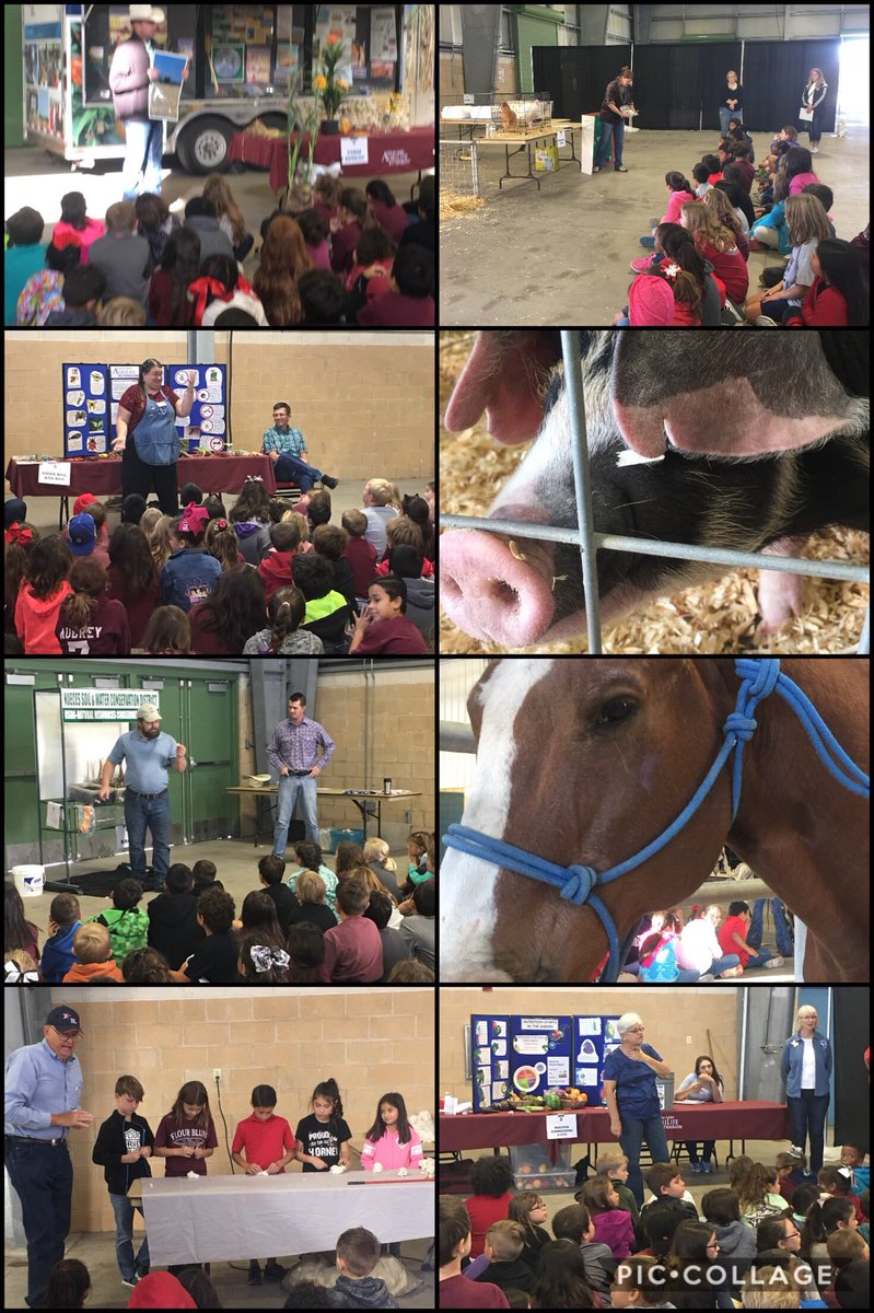 FB_Elementary's tweet photo. It all begins on a farm 🌽🐮🐥! #agawareness #FBEmademydaybetter thanks @TexasFarmBureau @txextension https://t.co/af0qnQUgwL