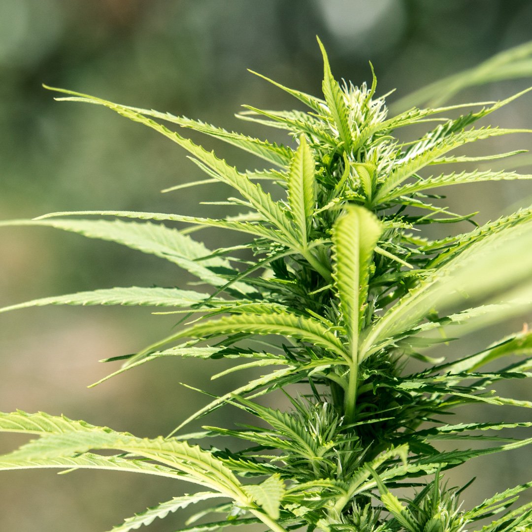 This majestic lady catching some rays is called Kinky Temple - ptbx.co/qs #mmj #california #sungrown