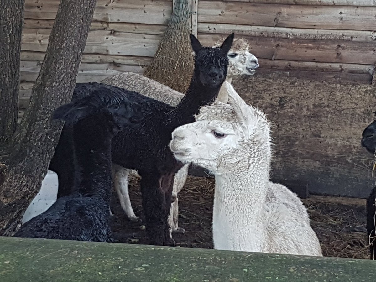 CedeData's tweet image. I find walking my dog Sam before work and a chat with the alpacas gets the day off to a great start!