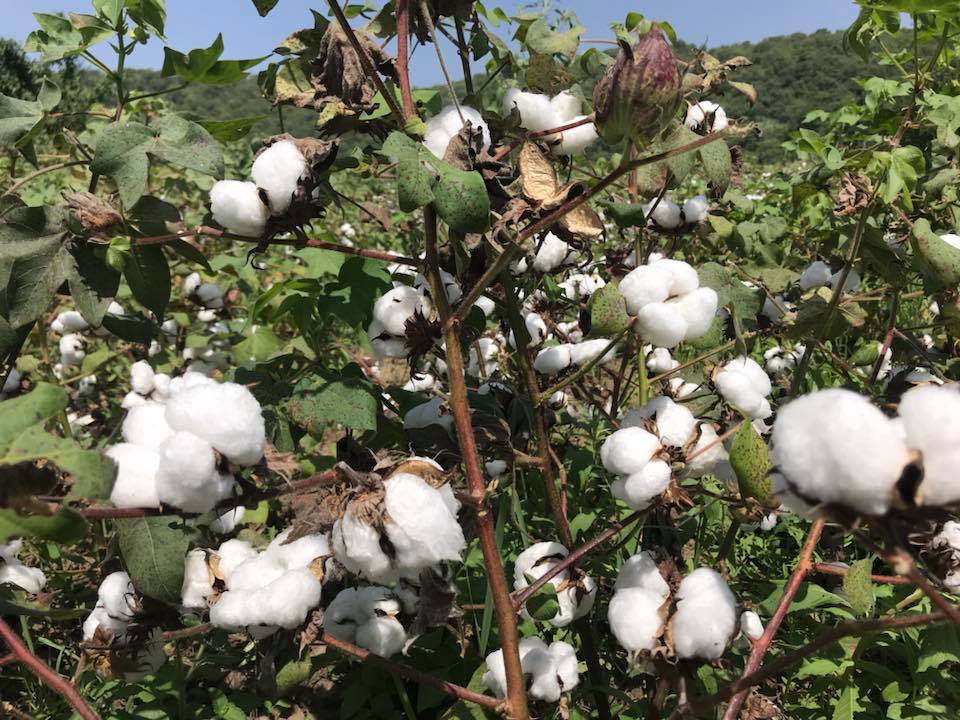 sodefitex's tweet photo. L'or blanc, dans le sud-est du #senegal, à #Kédougou dans la belle parcelle du #coton culteur Abdou DIALLO #SunuMbayy #agriculture #kebetu https://t.co/SrfNbFXTbu