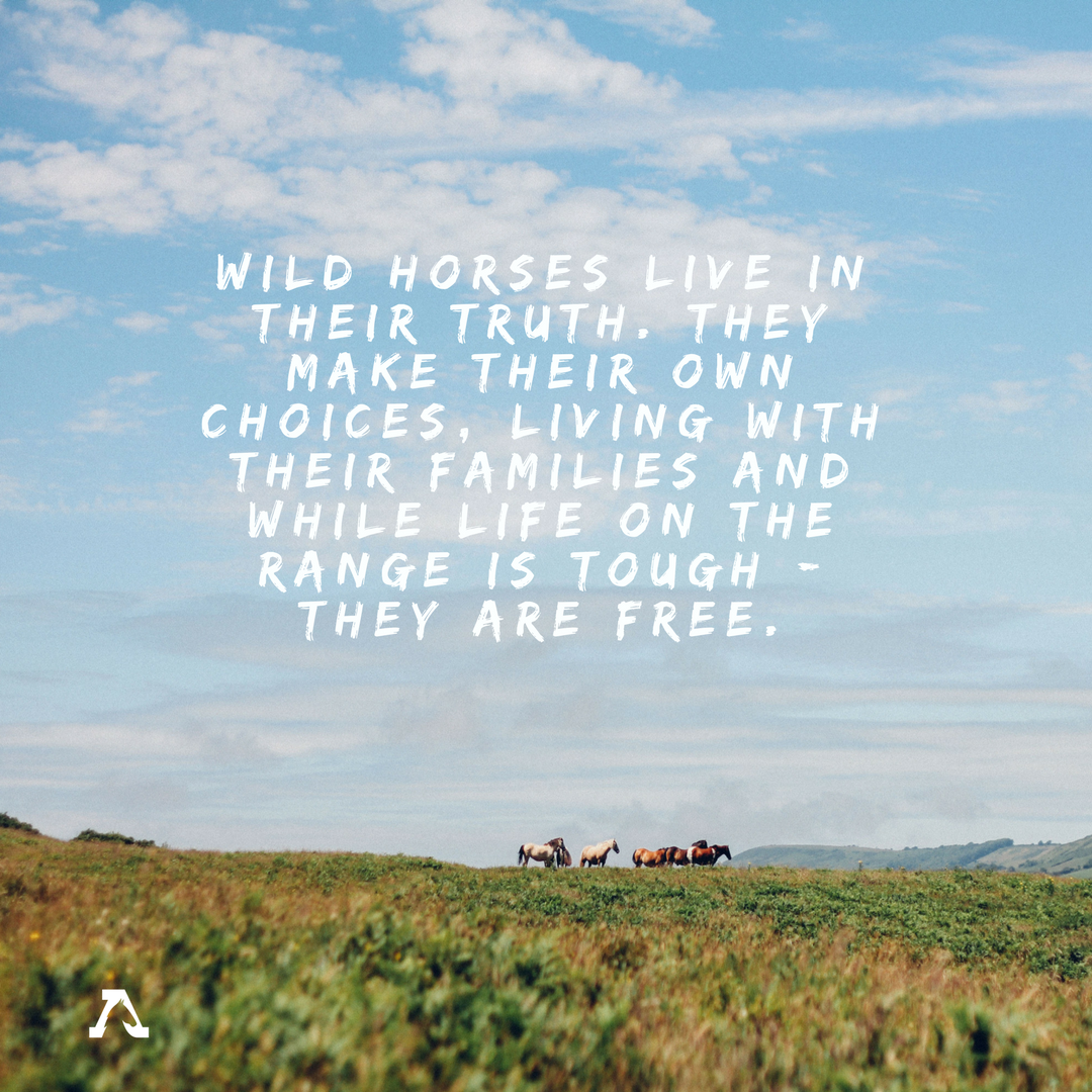 FreeWildHorses's tweet photo. Don't you agree? https://t.co/gplGZ0CIFq