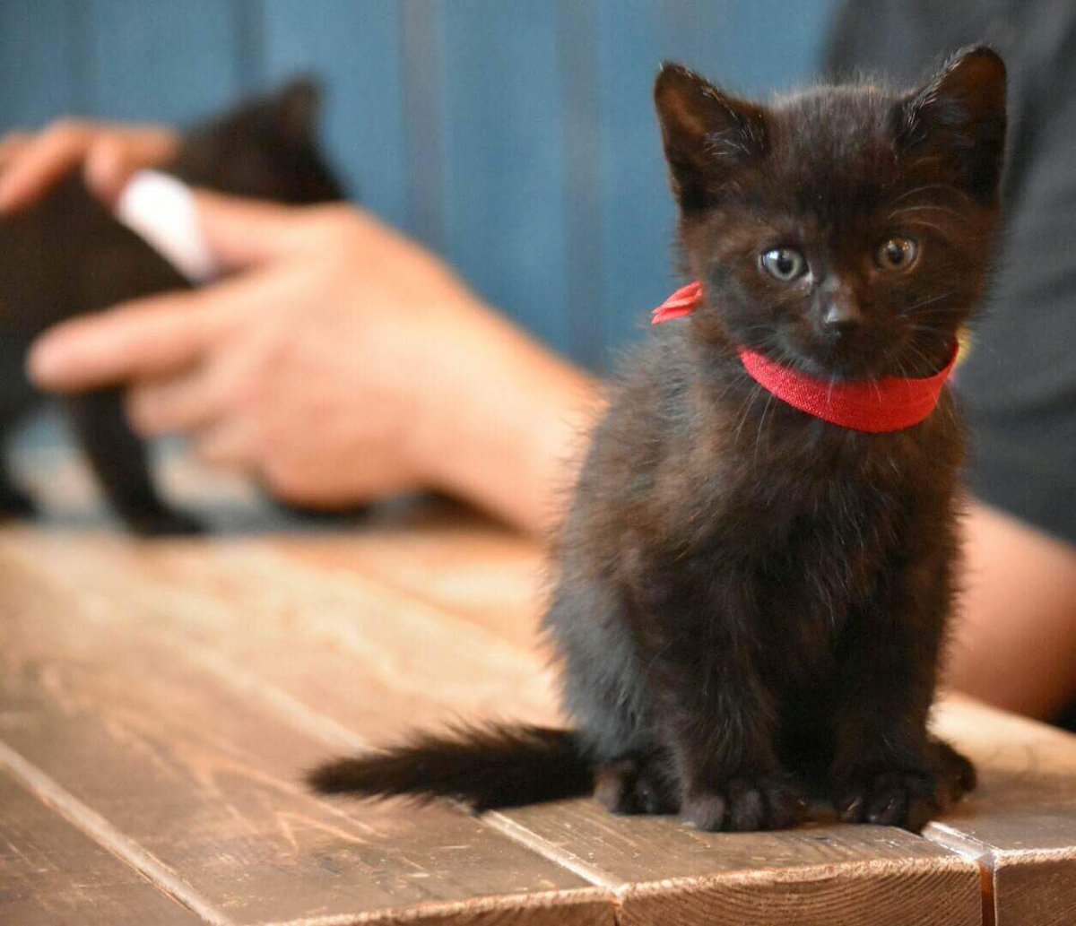 siestashibata's tweet photo. 生後2カ月の子猫の里親さん募集中です！ https://t.co/qHAe9bC1Rv