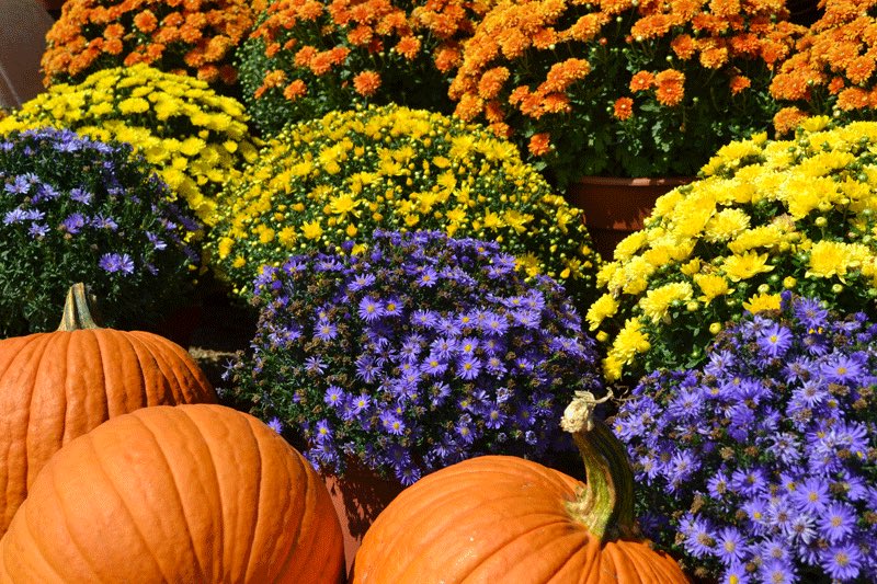 GCHSDECA's tweet photo. Mums will be delivered today, you may pick them up in Room 68 from 3-5pm. Booster meeting tonight at 5:00 pm, hope to see everyone there!! https://t.co/MDZYKErWKh